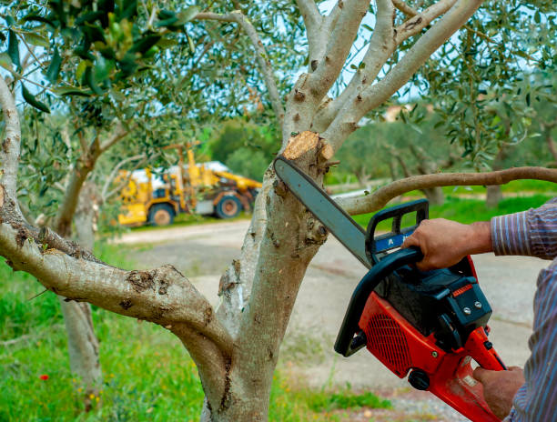 Large Tree Removal